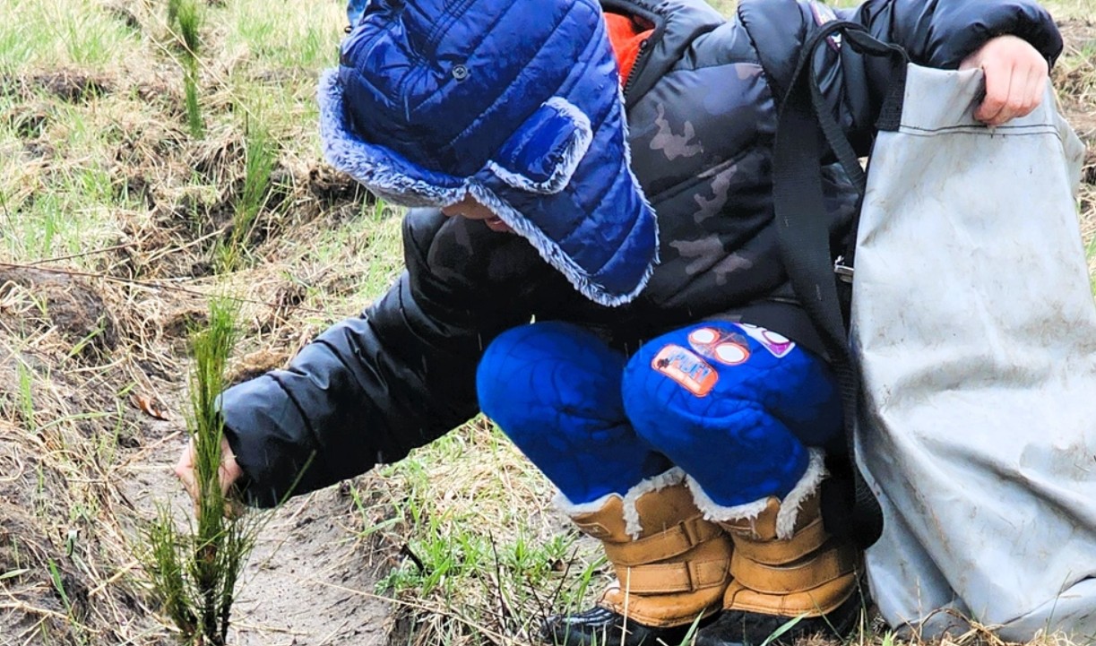 image of tree being planted