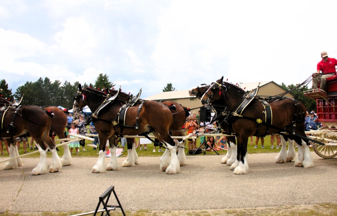 Photo Story: Hundreds attend Clydesdales visit to Fort McCoy, Part 1